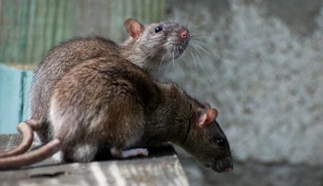 Αυτά είναι τα αρχαία όπλα μαζικής καταστροφής